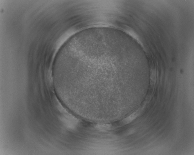 X0000067911466200604271905