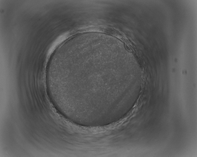 X0000067910006200605041655