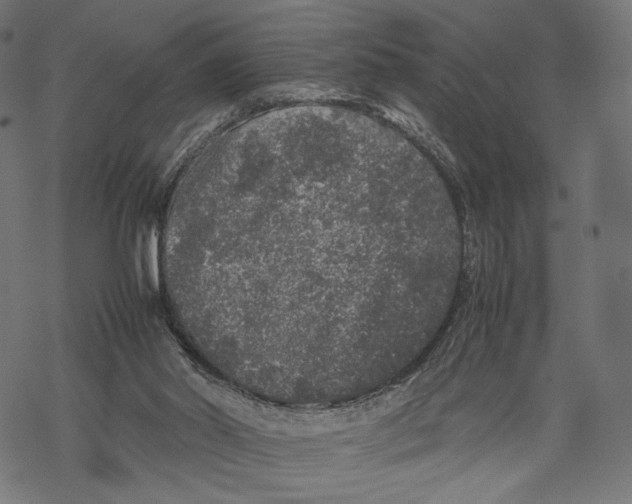 X0000067910014200605041655