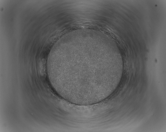 X0000067910030200605041655