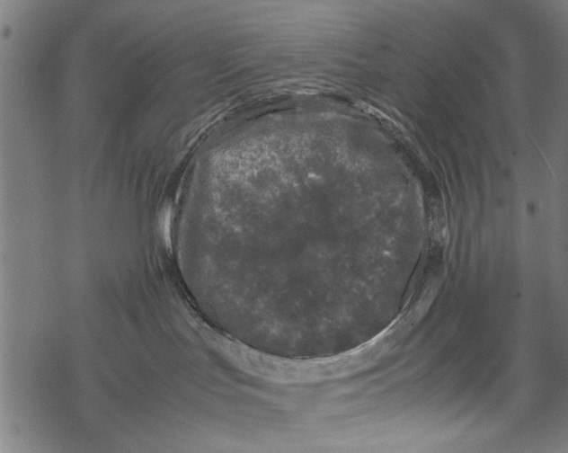 X0000067910047200605041654