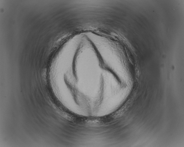 X0000067910066200605041654