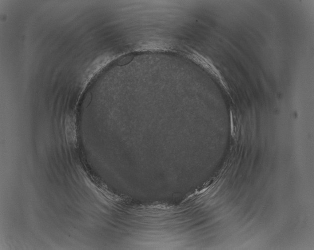 X0000067910204200605041652