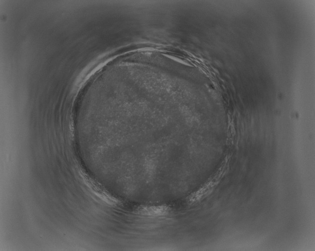 X0000067910247200605041650