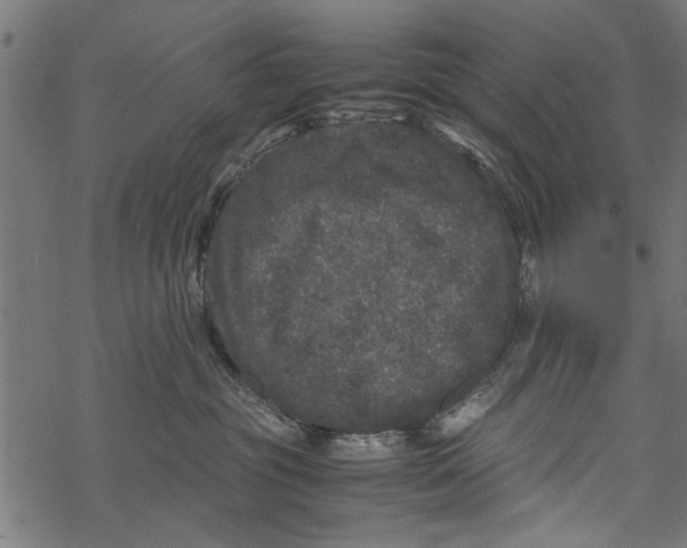 X0000067910381200605041650