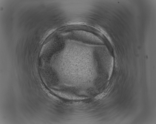 X0000067910385200605041649