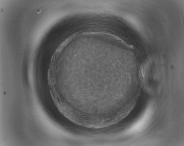 X0000067910431200605041648