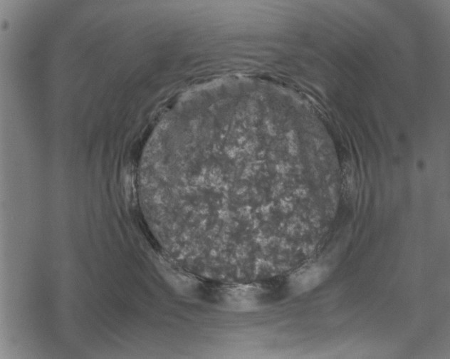 X0000067910527200605041646