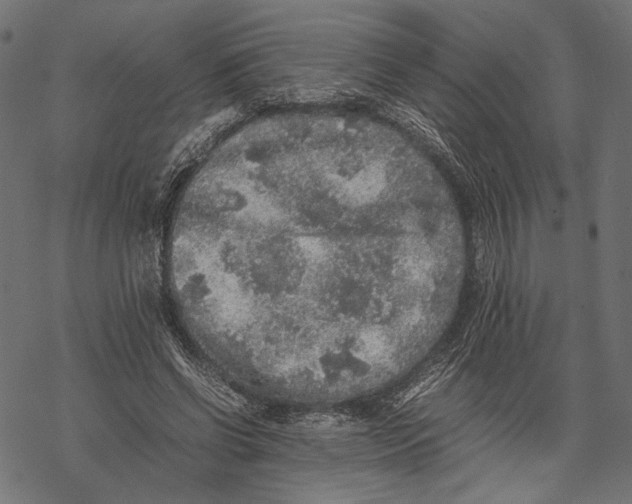 X0000067910542200605041646