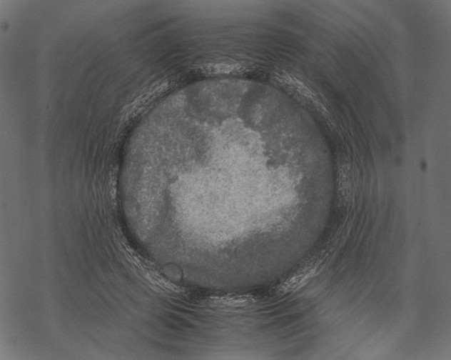 X0000067910545200605041646