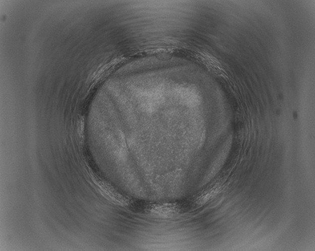 X0000067910550200605041646