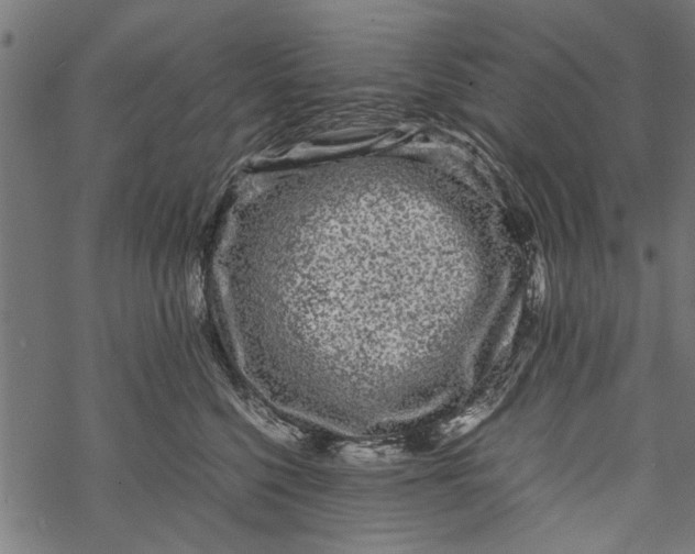 X0000067910568200605041646