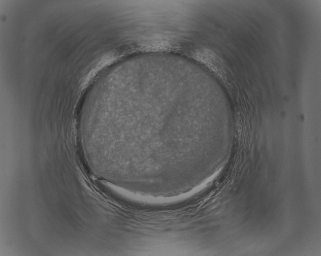 X0000067910583200605041645