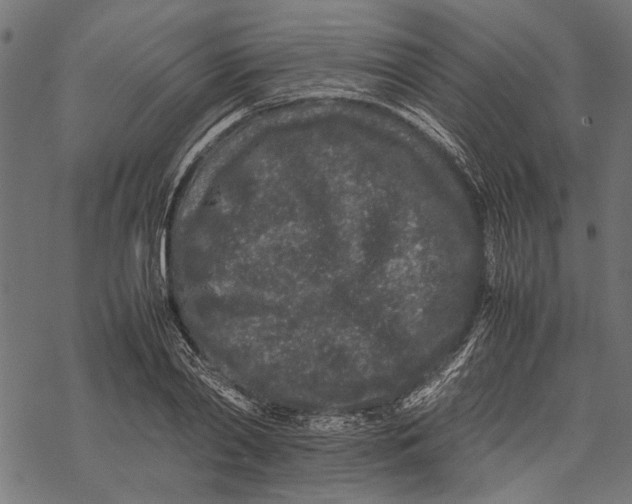 X0000067910790200605041642