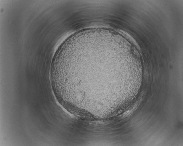 X0000067910855200605041641