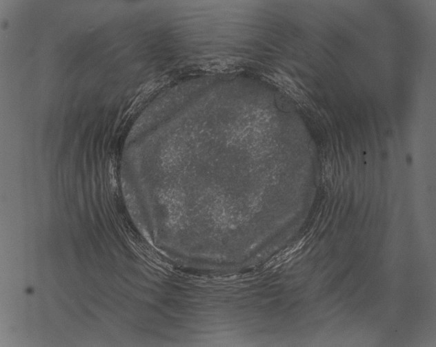 X0000067911106200605041636