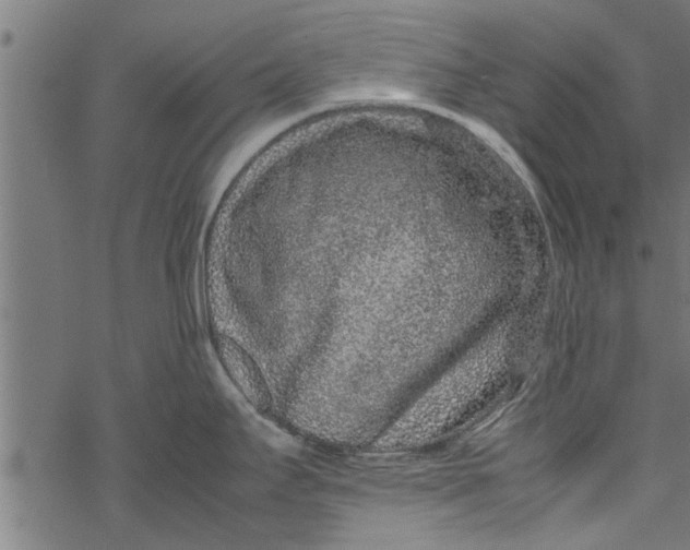 X0000067911295200605041634