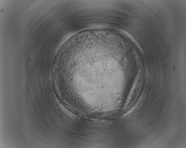 X0000067911417200605041632