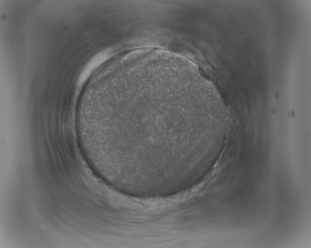 X0000067910006200605111954