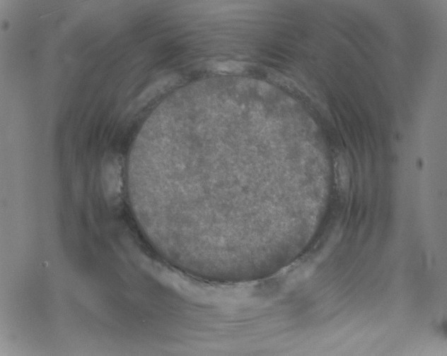 X0000067910032200605111954