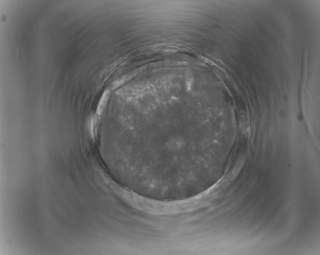 X0000067910047200605111954