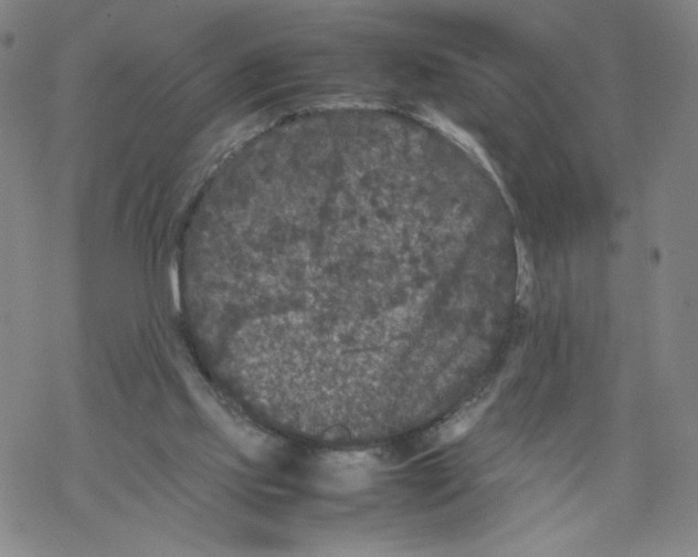 X0000067910061200605111953