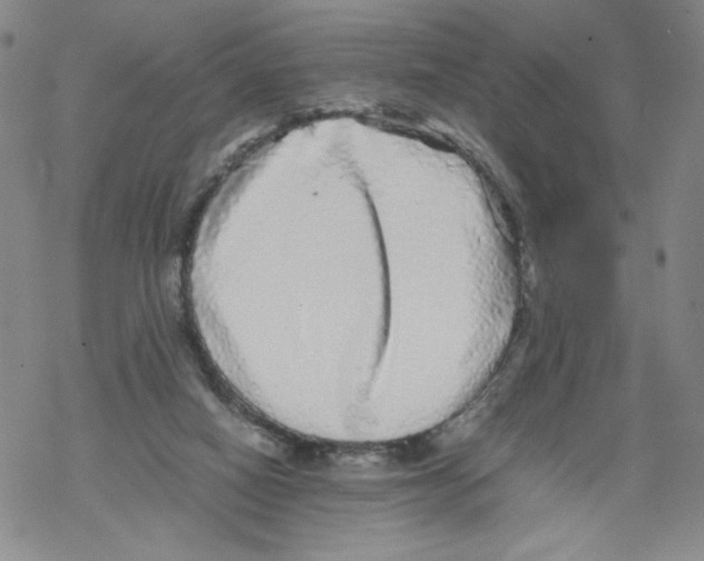 X0000067910066200605111953