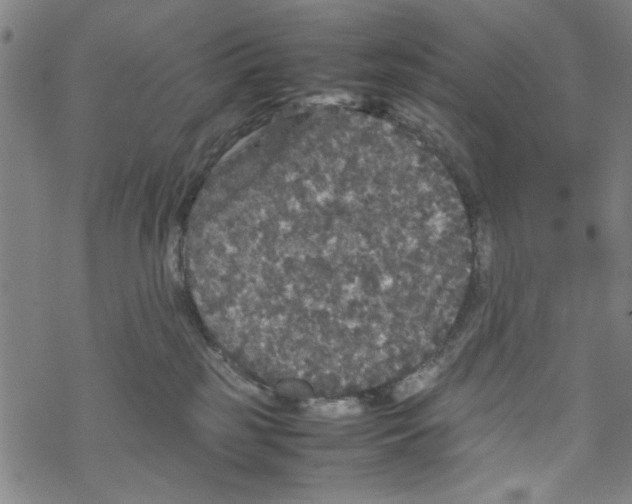 X0000067910185200605111952