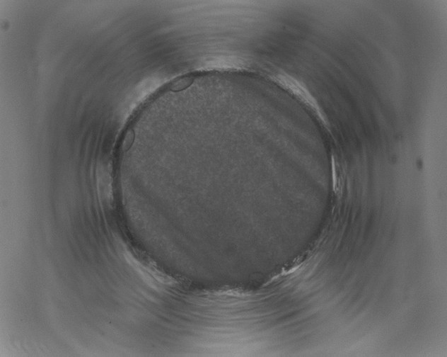 X0000067910204200605111951