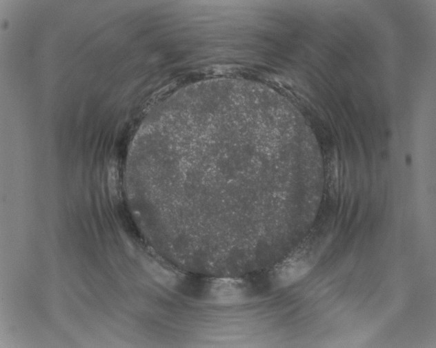 X0000067910222200605111951