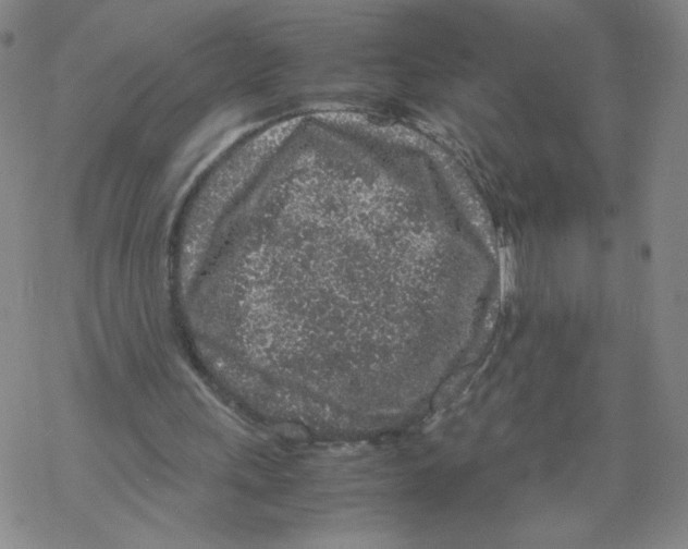 X0000067910243200605111950