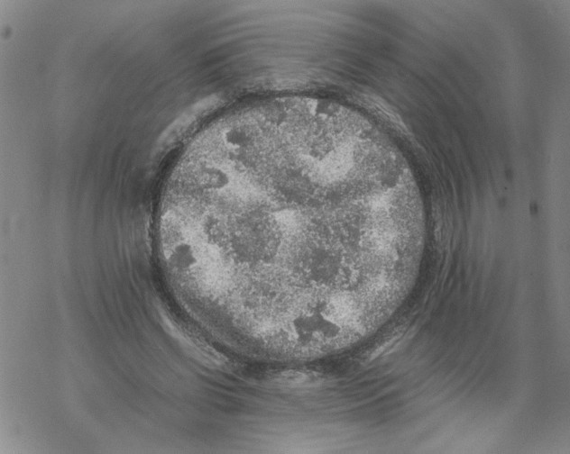 X0000067910542200605111945