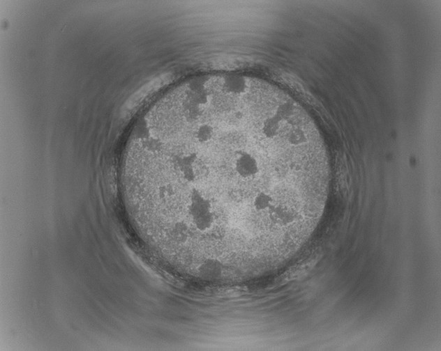 X0000067910683200605111943