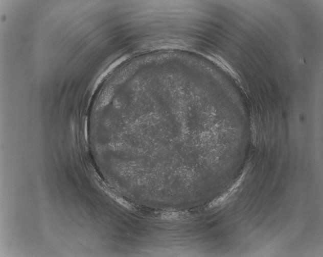 X0000067910790200605111941