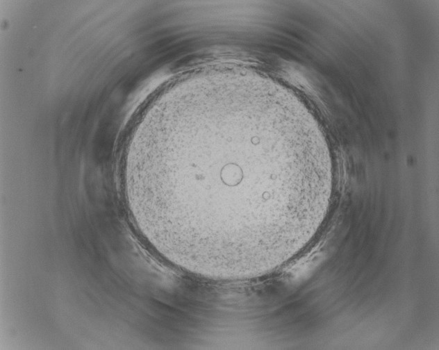 X0000067910828200605111940