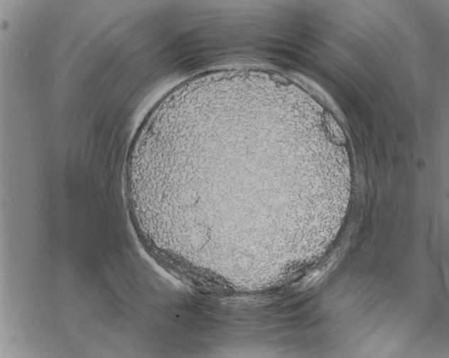 X0000067910855200605111941