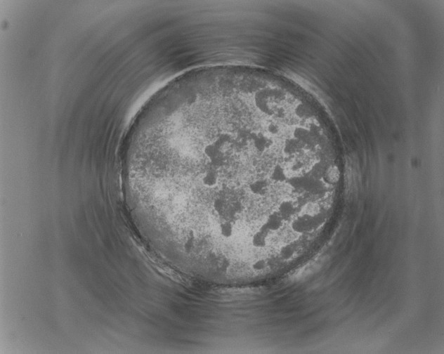 X0000067910925200605111939