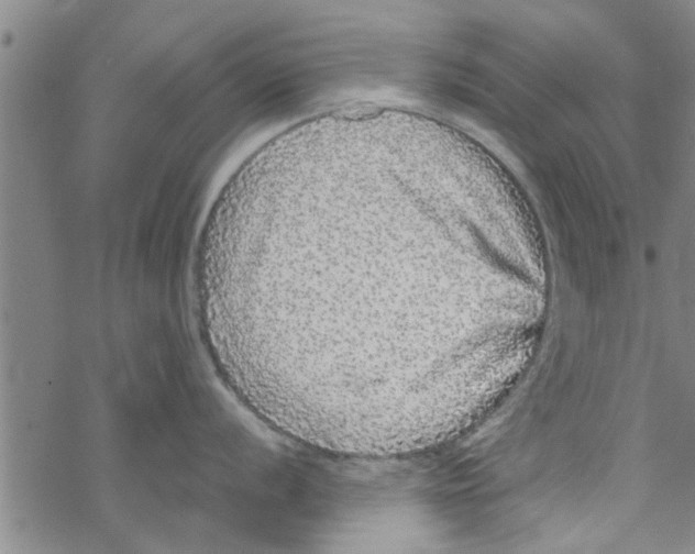 X0000067911056200605111938