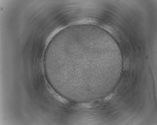 X0000067911086200605111936