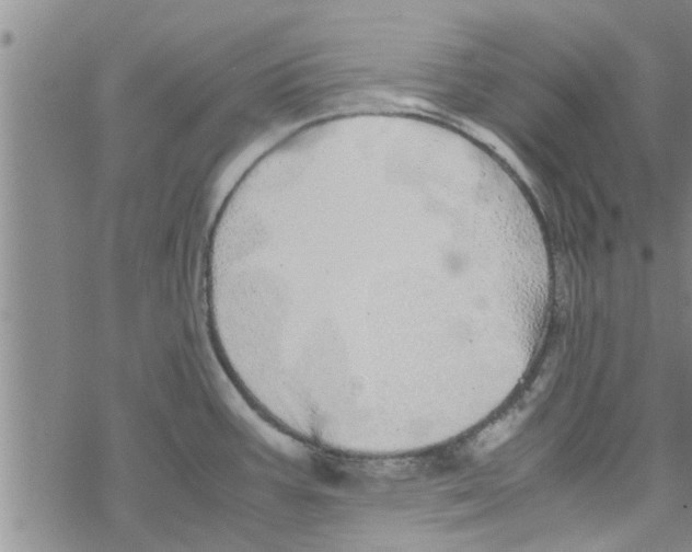 X0000067911387200605111932