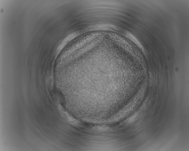 X0000067920994200604271939