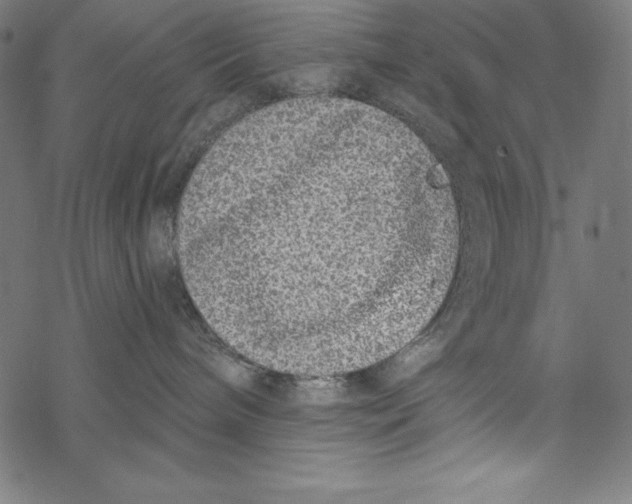 X0000067920240200605041717