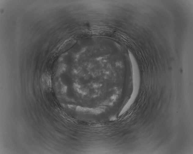 X0000067921155200605041702