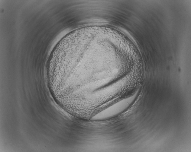 X0000067921243200605041701