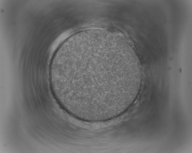 X0000067920006200605112020