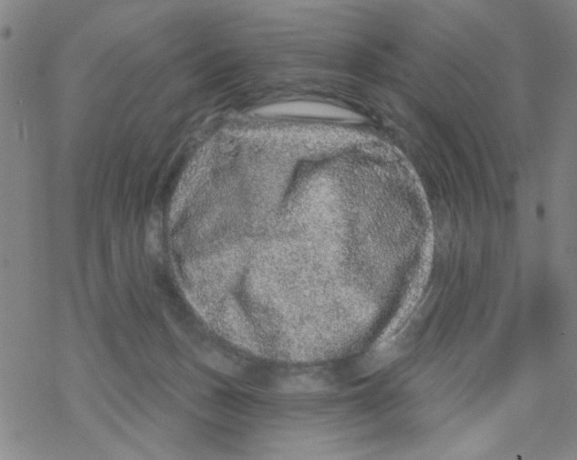 X0000067920175200605112017