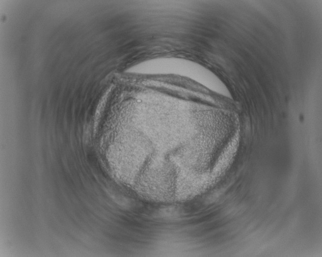 X0000067920177200605112018