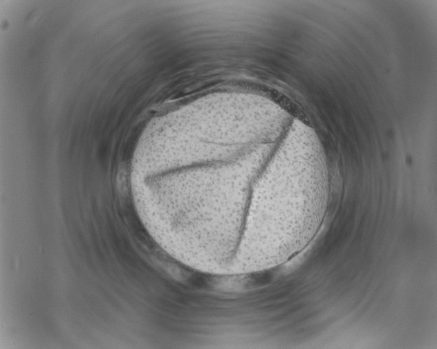 X0000067920191200605112018