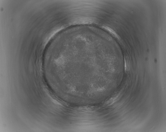 X0000067920627200605112009