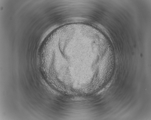 X0000067920835200605112006